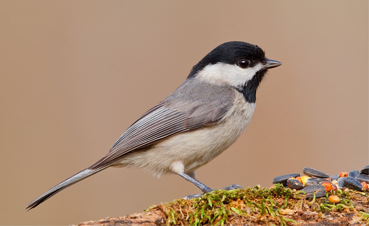 Black-capped tit - a small bird from the family of blue-fronted, living in North America