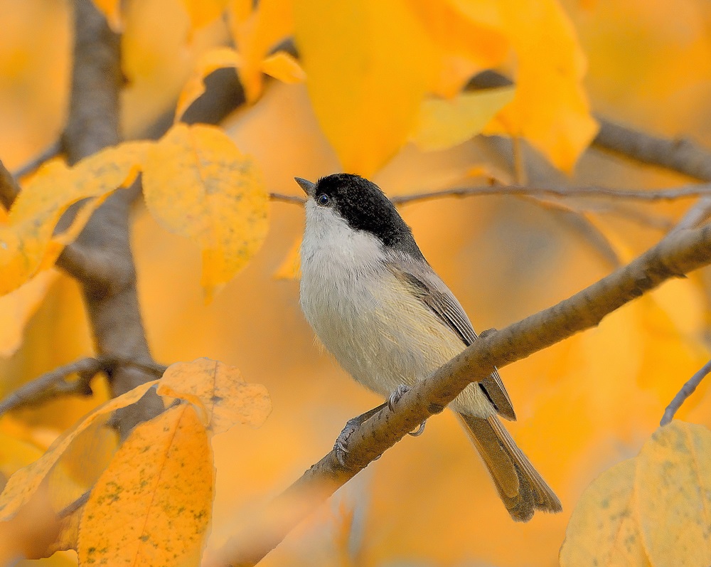 Willow tit, in the fall, they are usually combined with tits, azures, balls, mixed flocks
