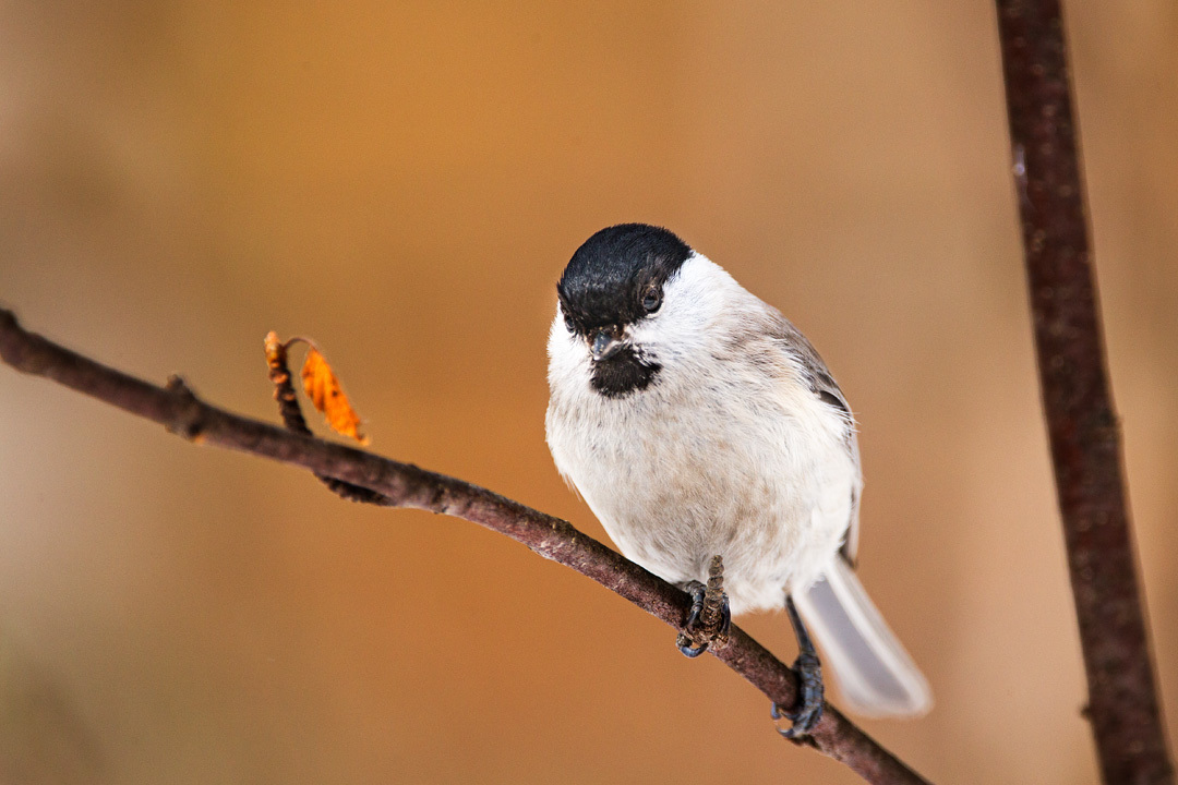Puhlyak (brown-headed tit on a branch)