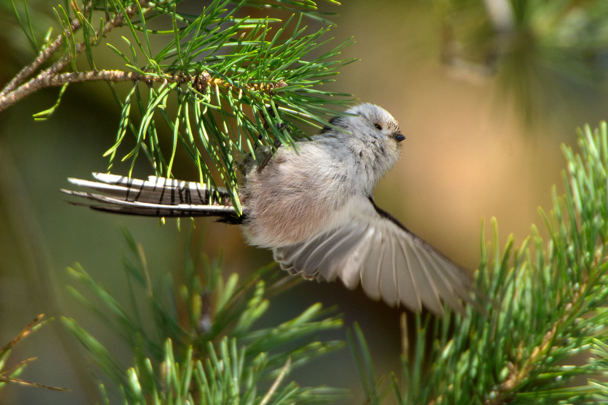 Long-tailed tit or opolovnik in the branches of spruce