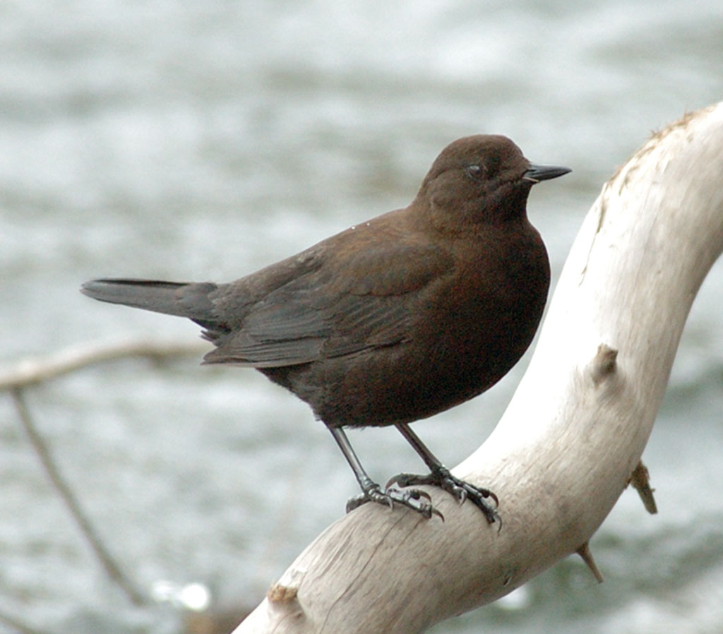 Brown dipper on a dried branch or tree trunk