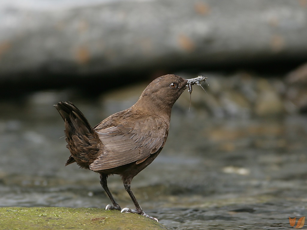 Brown dipper by the stream with prey in its beak
