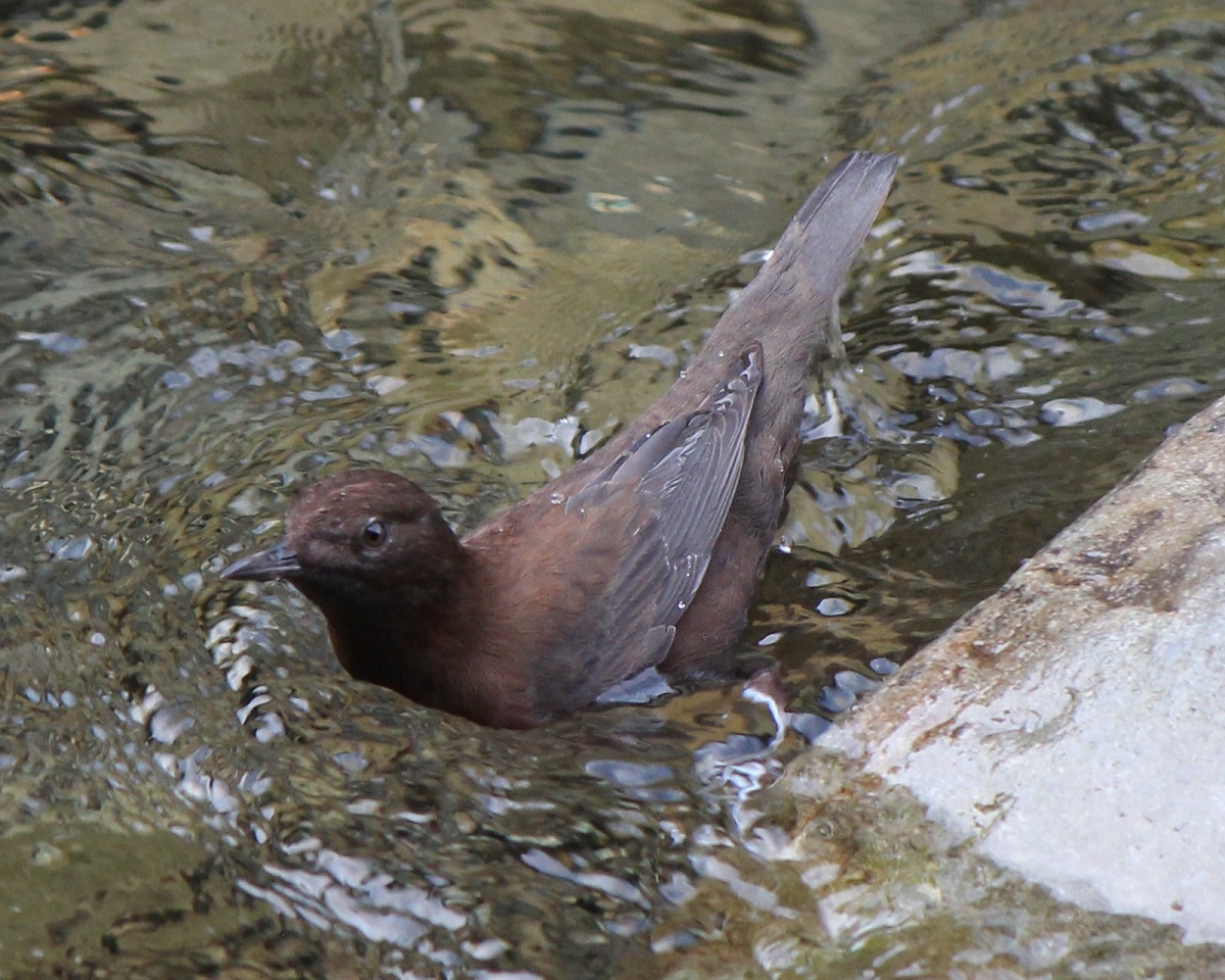 Brown dipper in the water in search of food