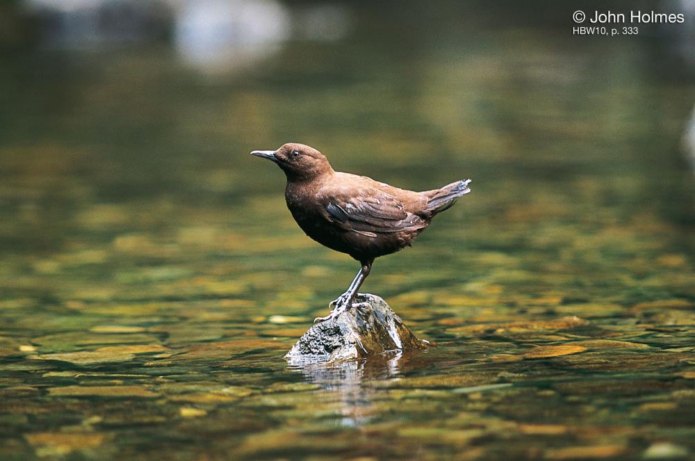 Brown dipper waiting for prey on a stone in the water