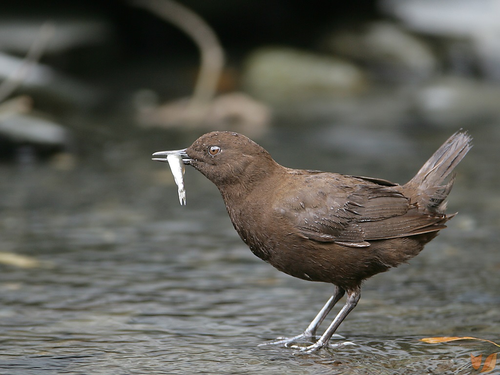 Brown dipper with small fish in its beak