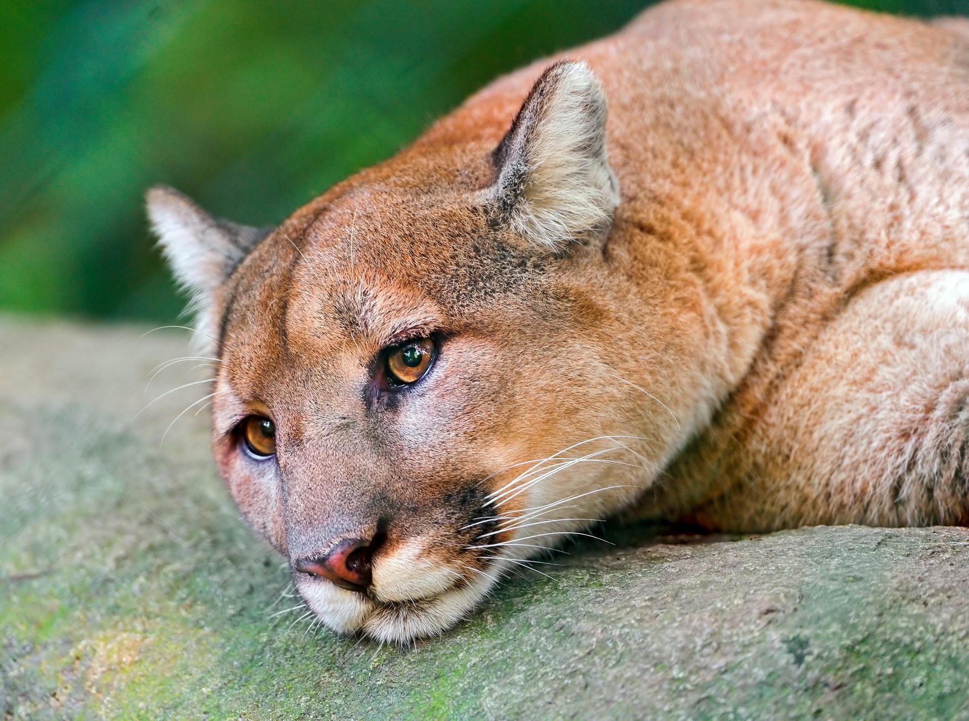 Sad cougar