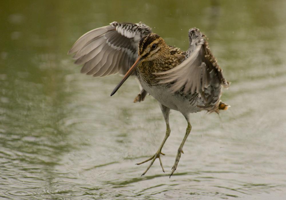 Snipe sits on the water
