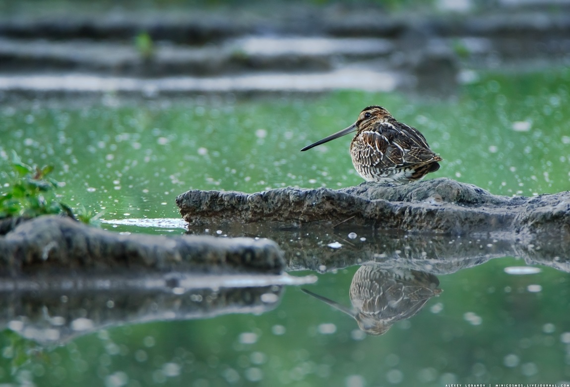 The snipe looks at the water thoughtfully.