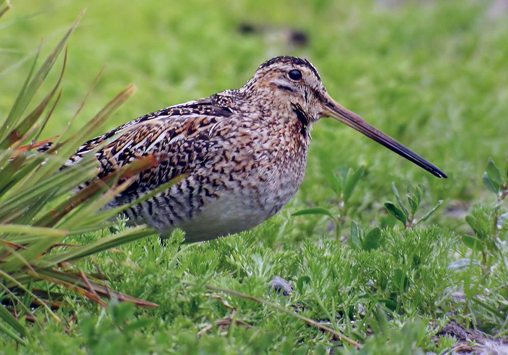 Snipe in the grass