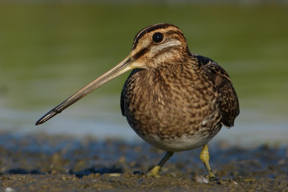 Snipe on the beach in the mud