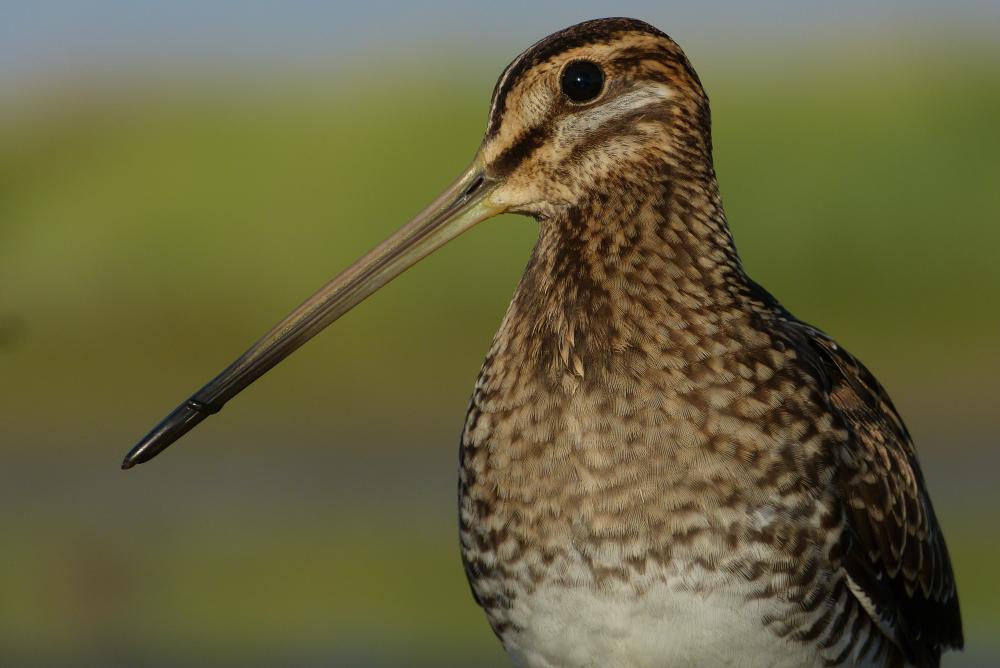 Snipe: head and beak close-up