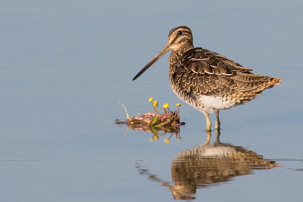 Snipe at a small island