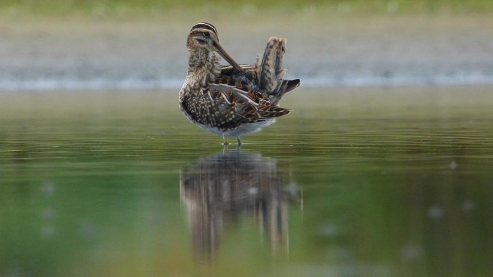 Snipe cleans feathers while standing in water