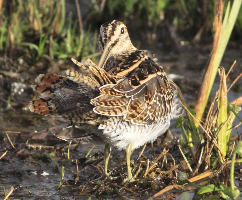 Snipe cleans feathers