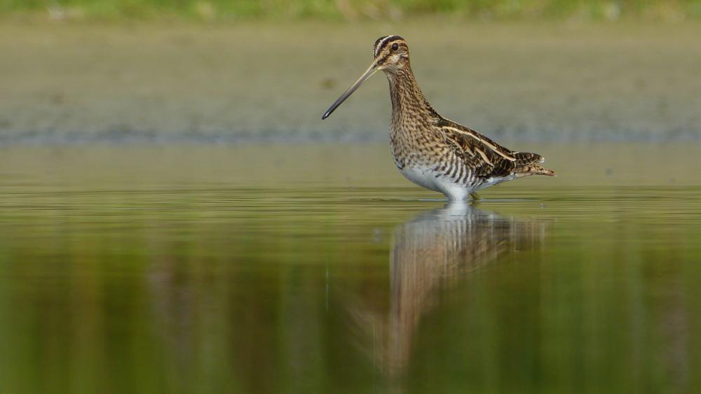 Snipe in search of mollusks