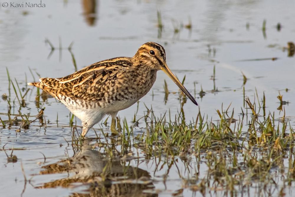 Snipe in search of food