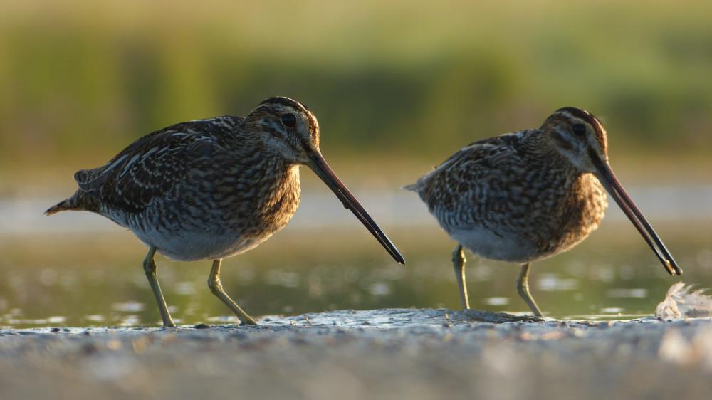 A pair of snipe: male and female