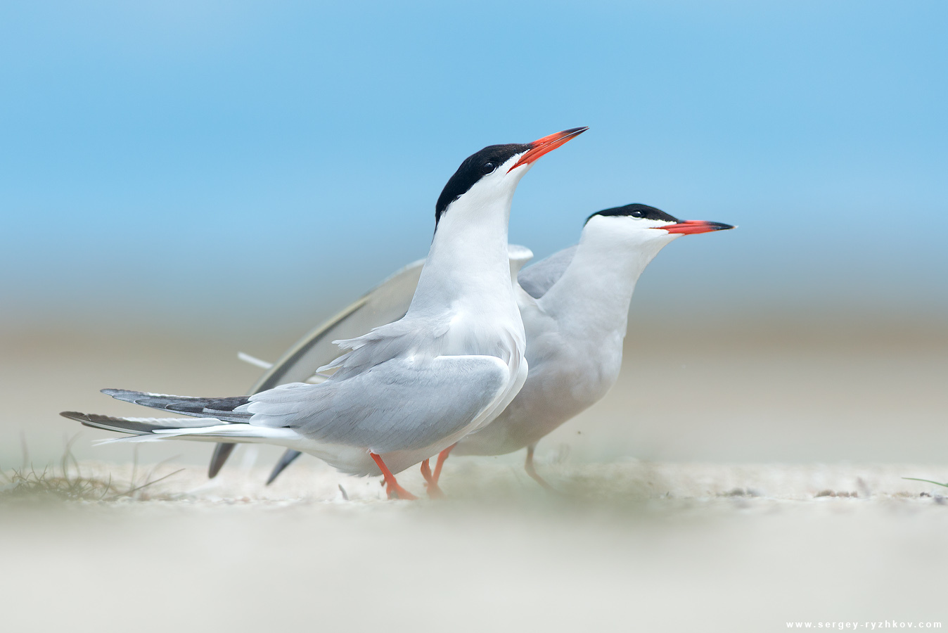 The mating season in the tern (Sterna hirundo). Kinburnsky Peninsula, Ukraine