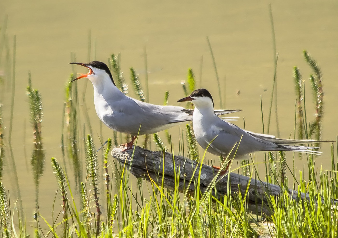 A pair of lake terns on the lake