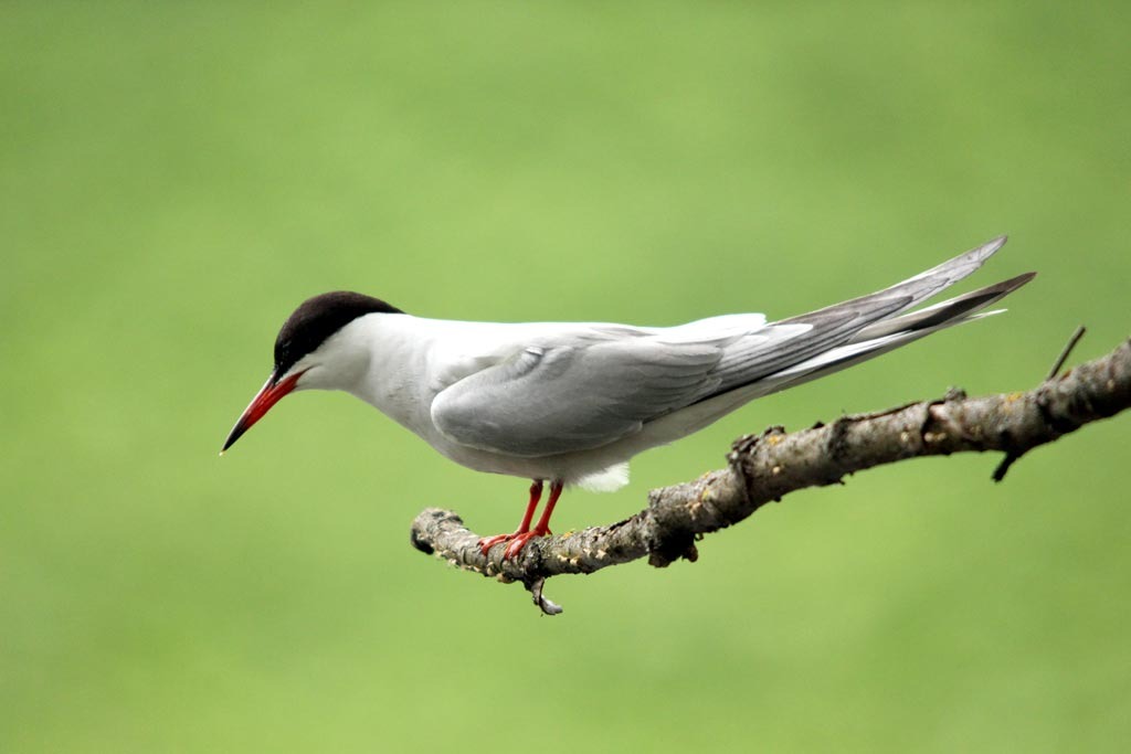 Common tern sits on a branch