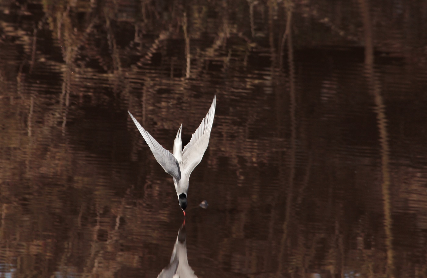 Common tern for a moment before diving