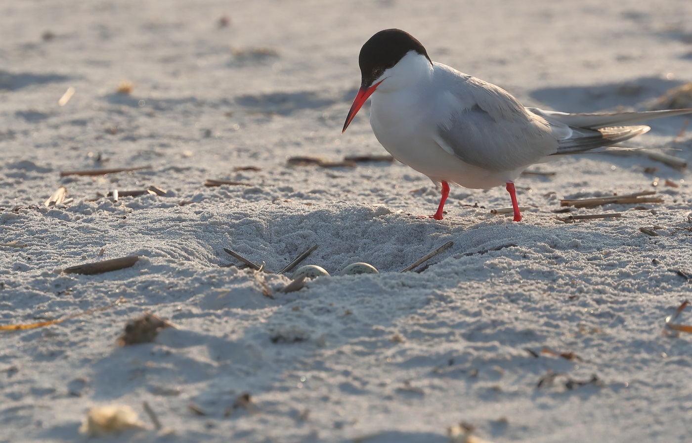 Common tern nest with a pair of eggs