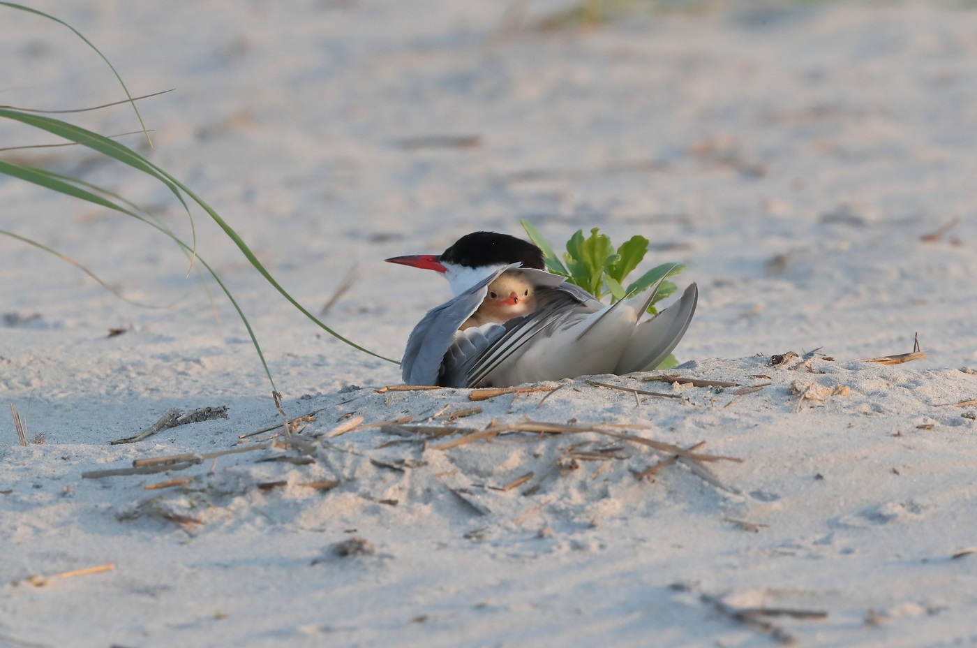 A common tern with a chick on its back, and one egg incubates
