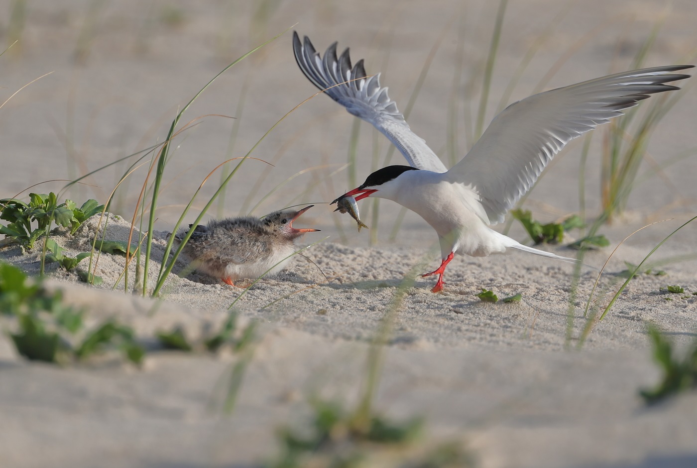 Feeding a chick in the tern
