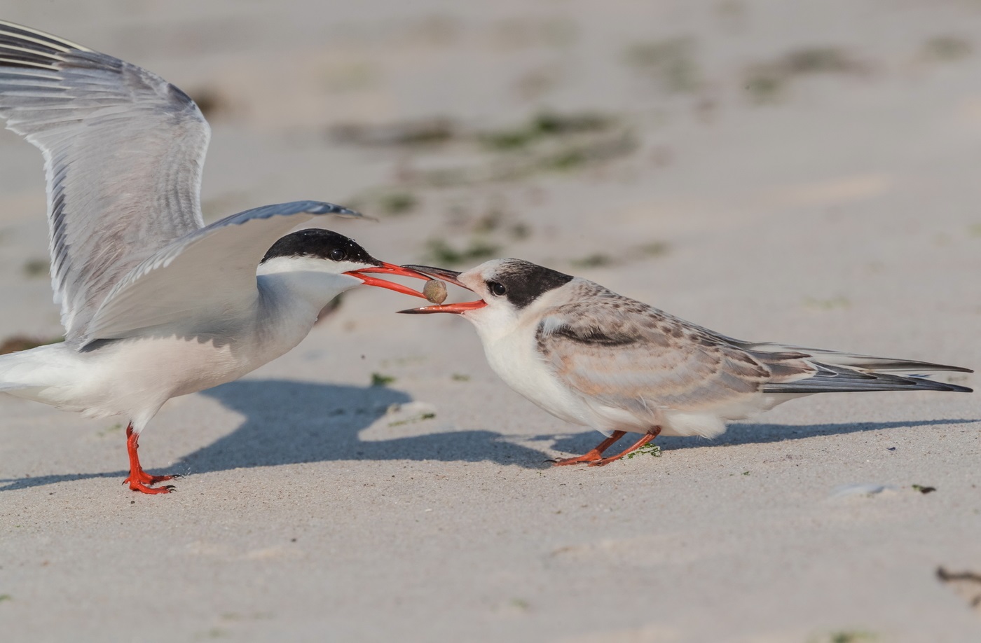 Feeding of almost adult chick near the common tern