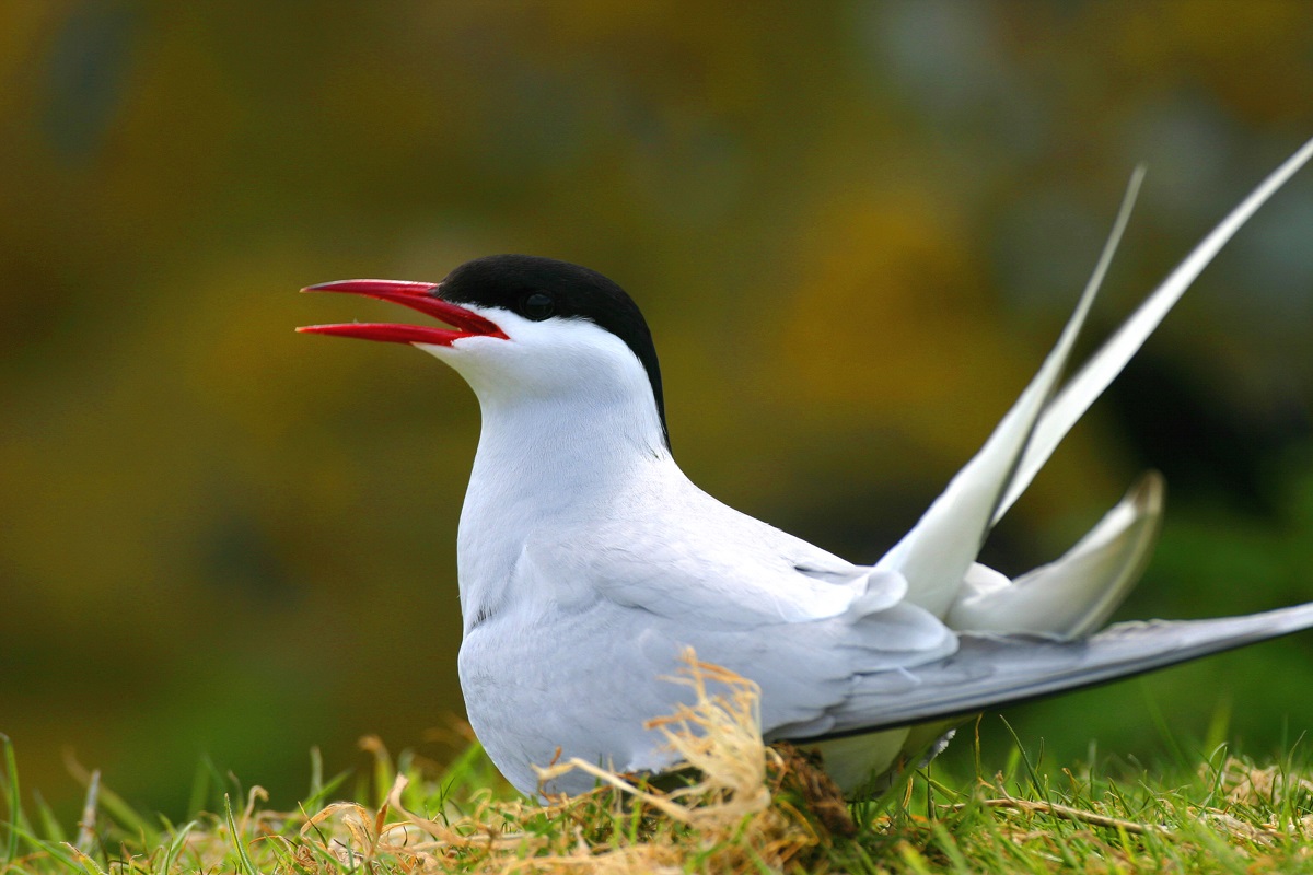 Arctic tern on the shore