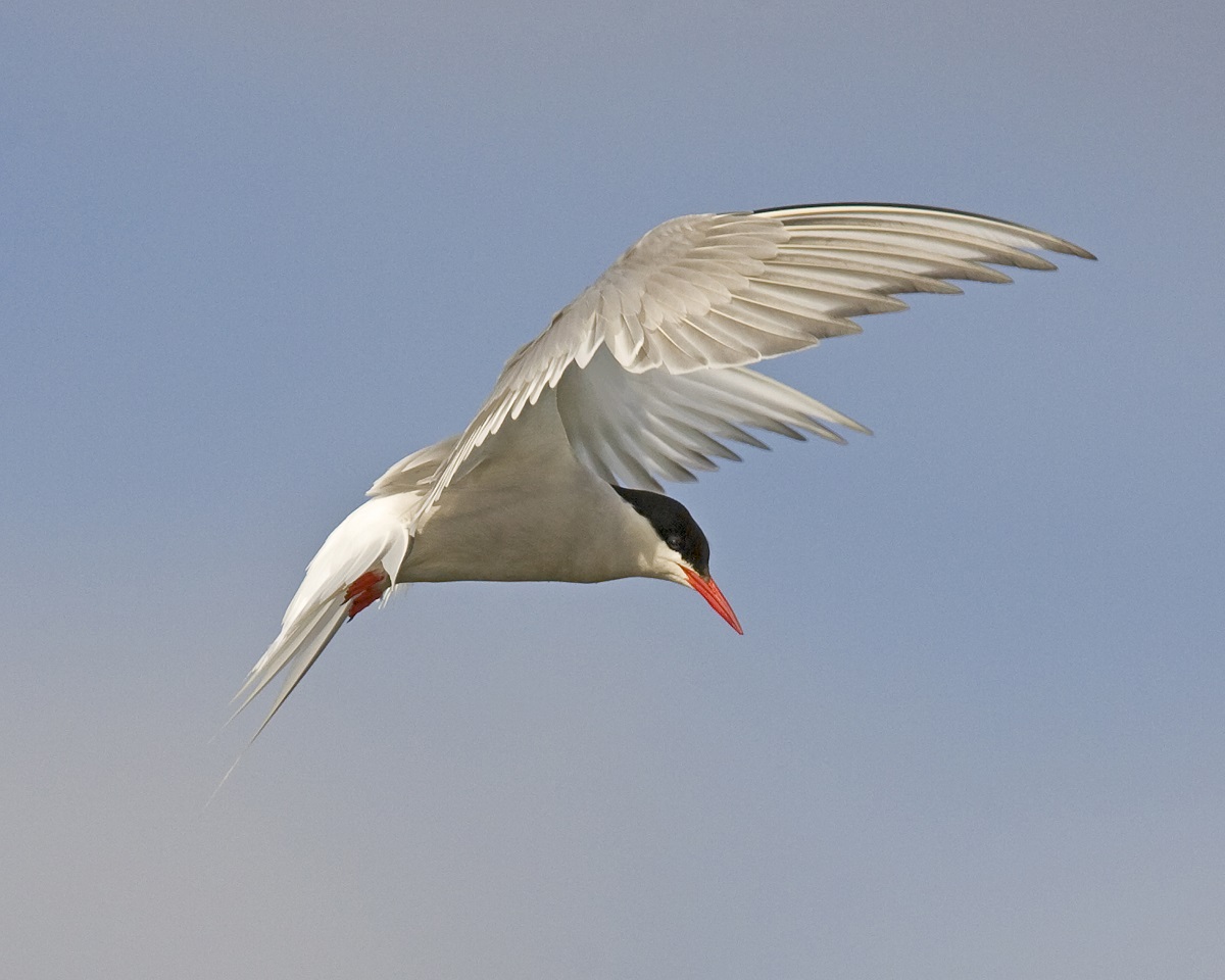 Arctic tern looking out for prey