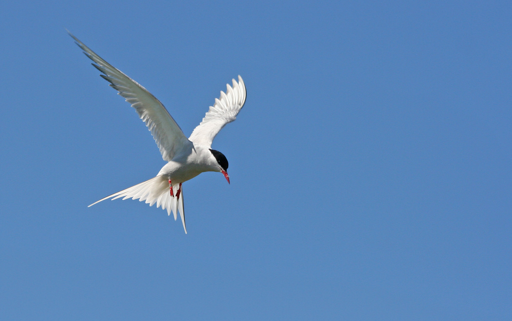 Arctic tern on the hunt