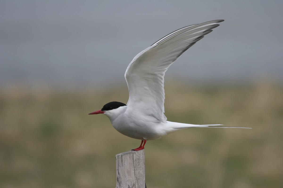 Arctic tern sits lifting its wings