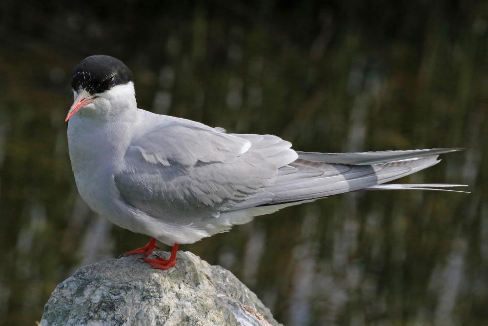Arctic tern on stone