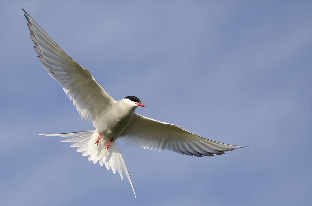 Arctic tern with flies