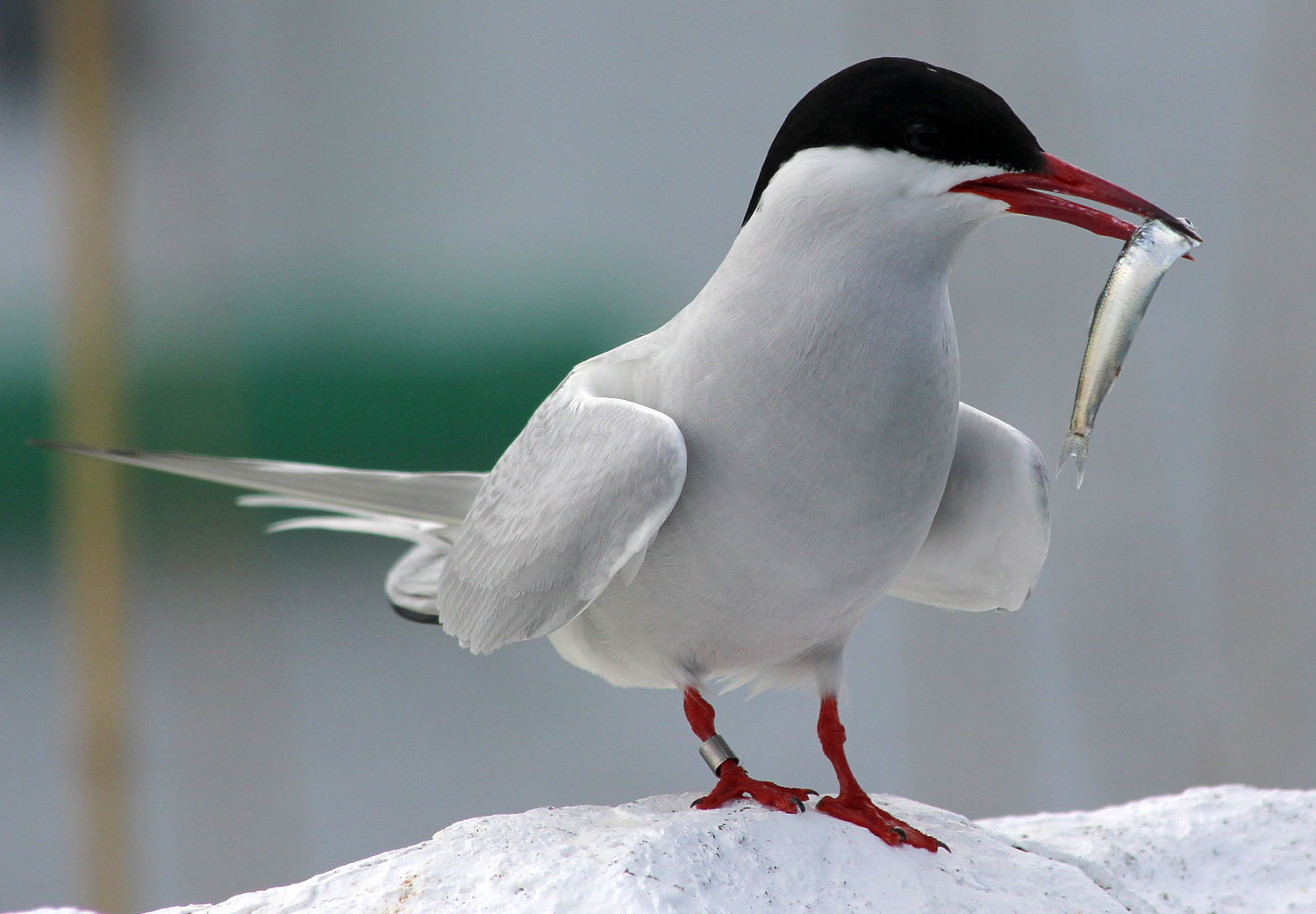 Arctic tern with fish in its beak