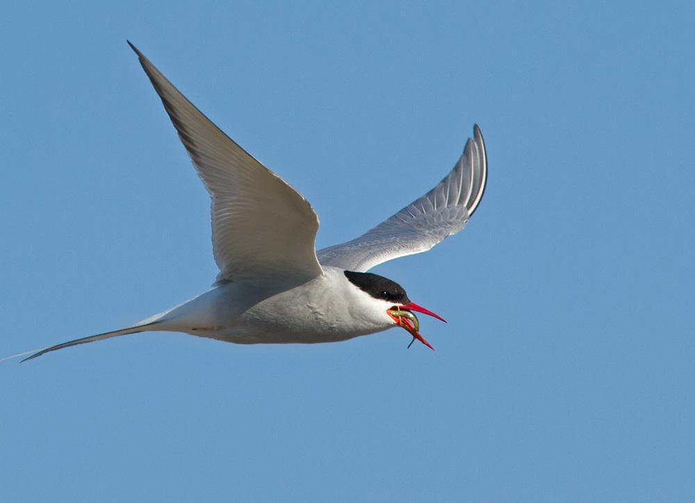 Arctic tern dine in flight