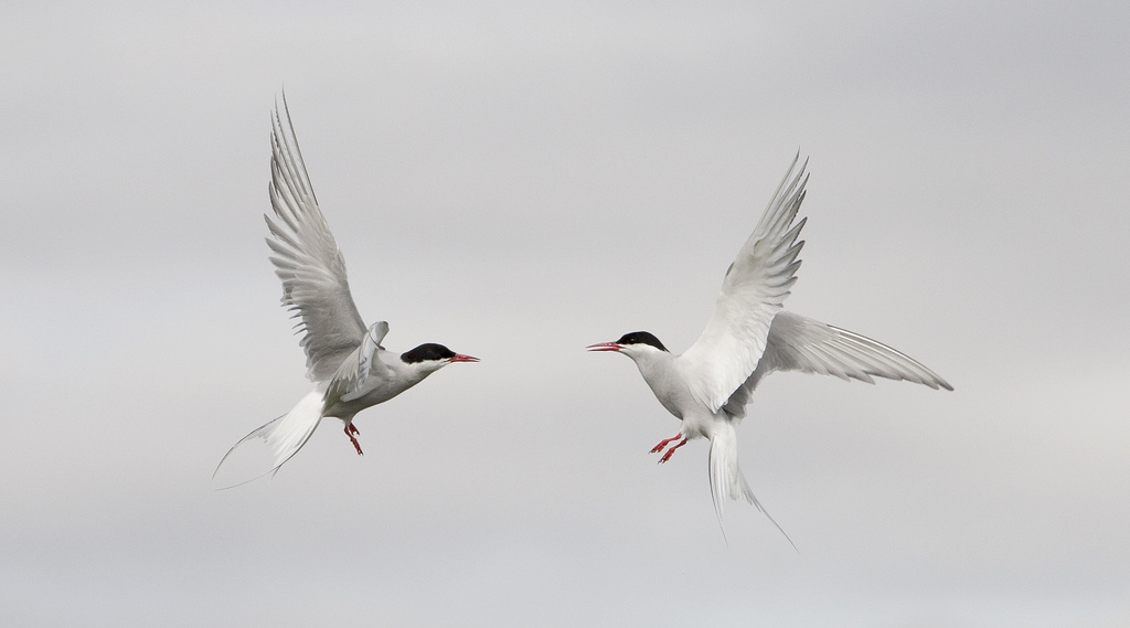 Pair of polar terns in the sky
