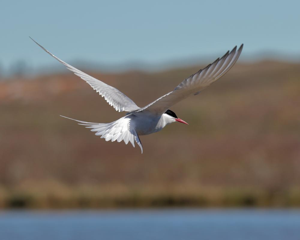 Arctic tern in flight, rear view