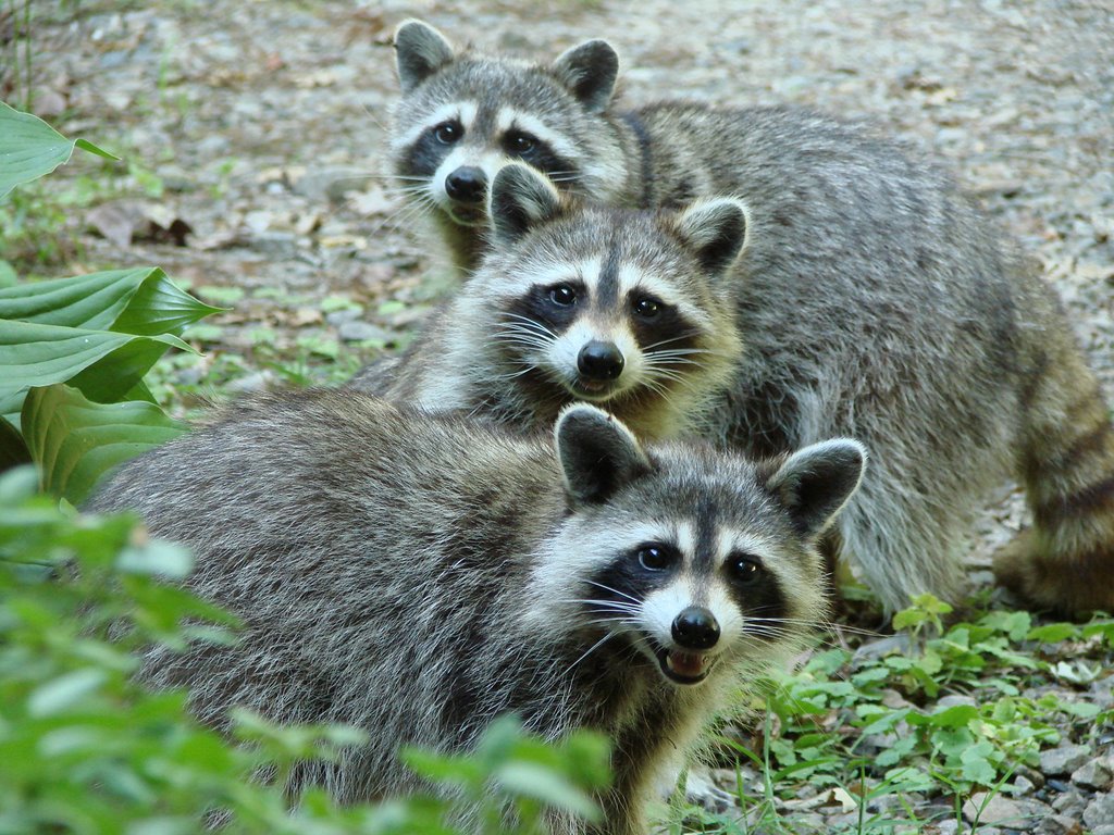 Three raccoon