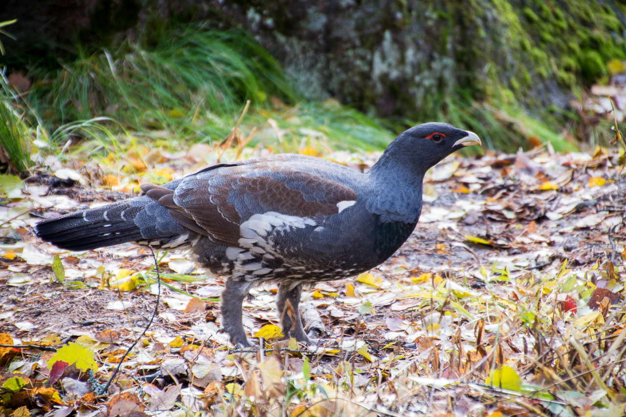 Wood grouse in autumn