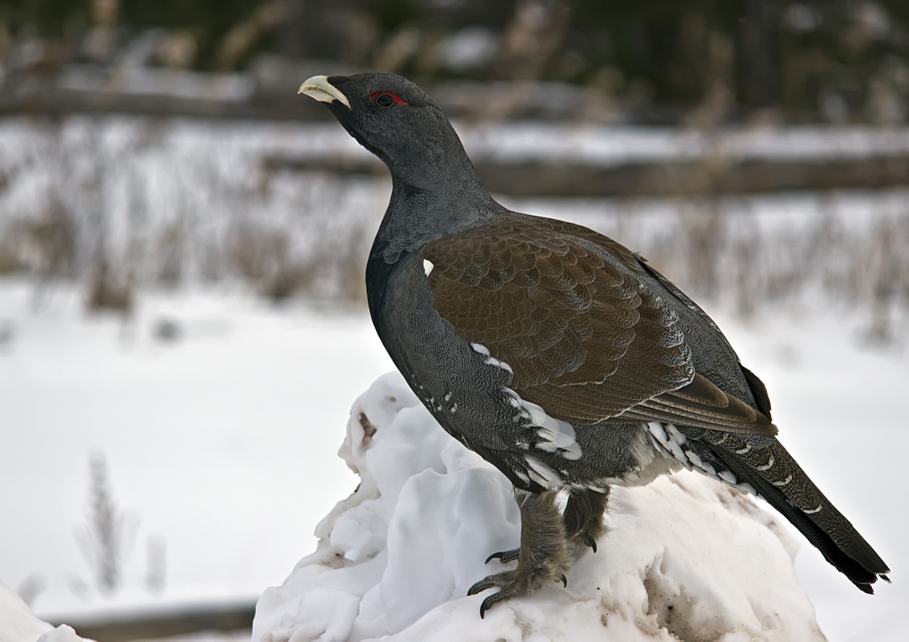 Wood grouse in winter