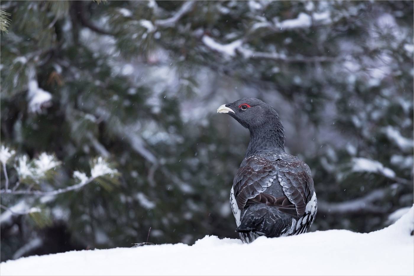 Wood grouse in winter