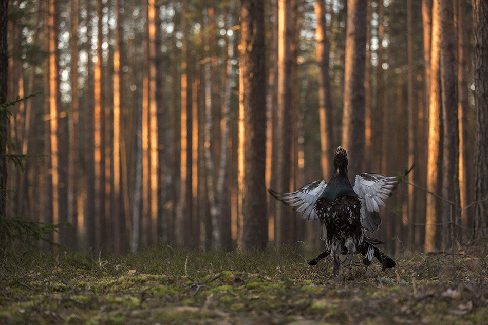 Wood grouse tricks in a pine forest