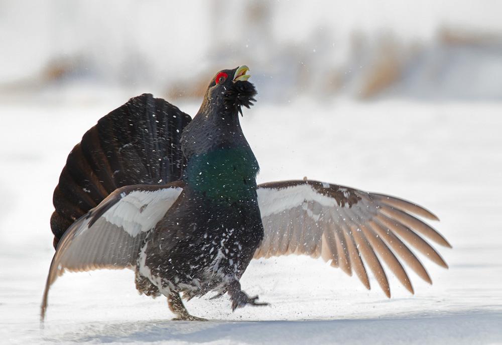 Capercaillie in the winter in the snow