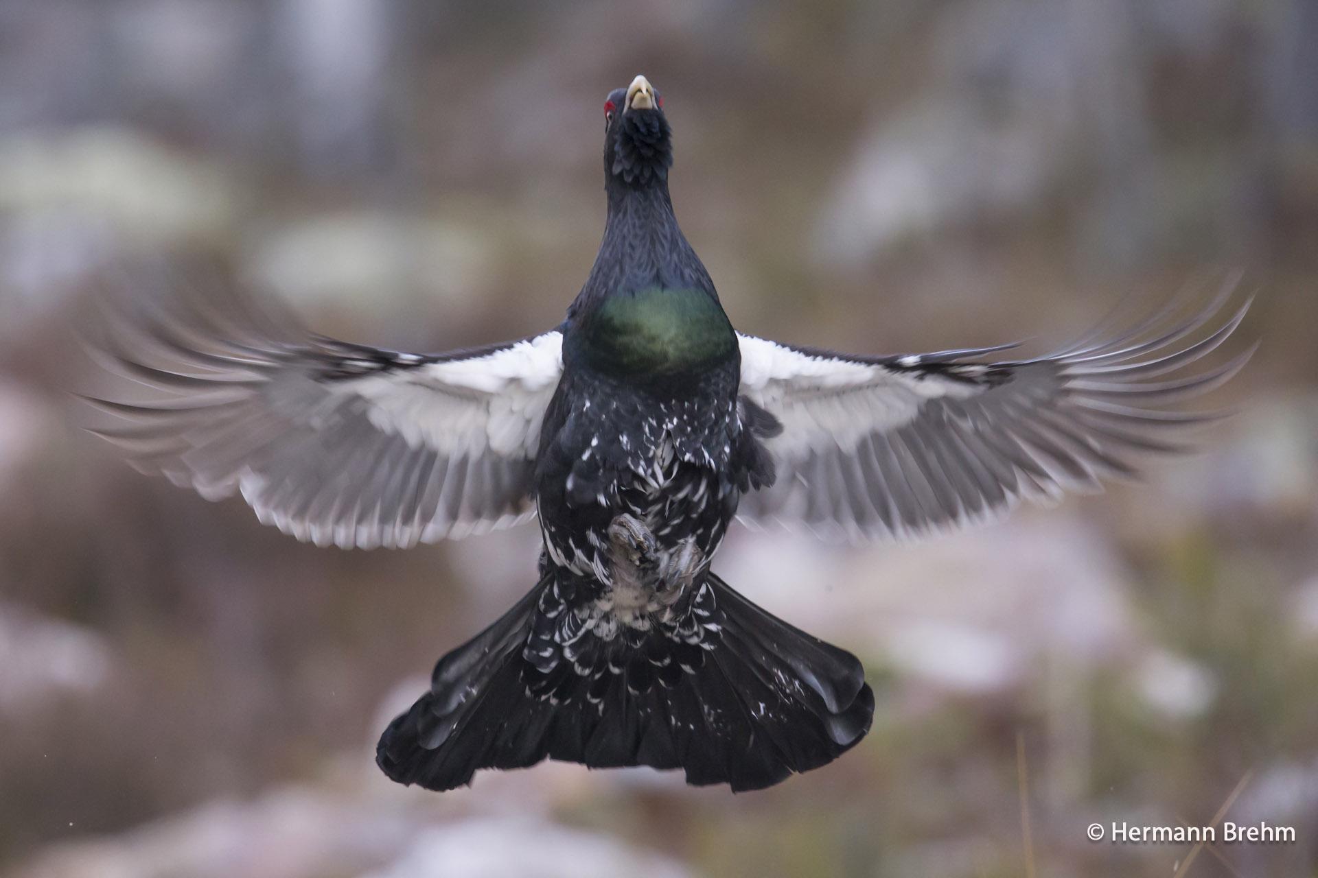 Male capercaillie in flight, front view
