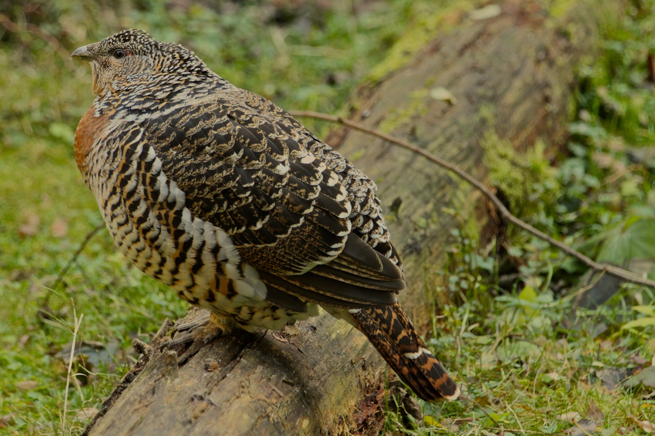 Grouse female "sulked" on a log