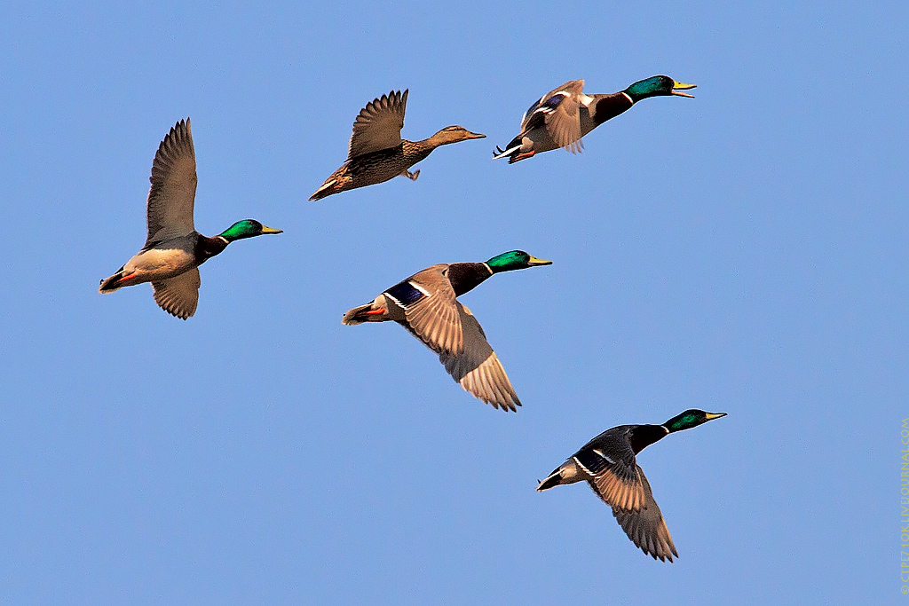 A small flock of mallards (5 males and one female)