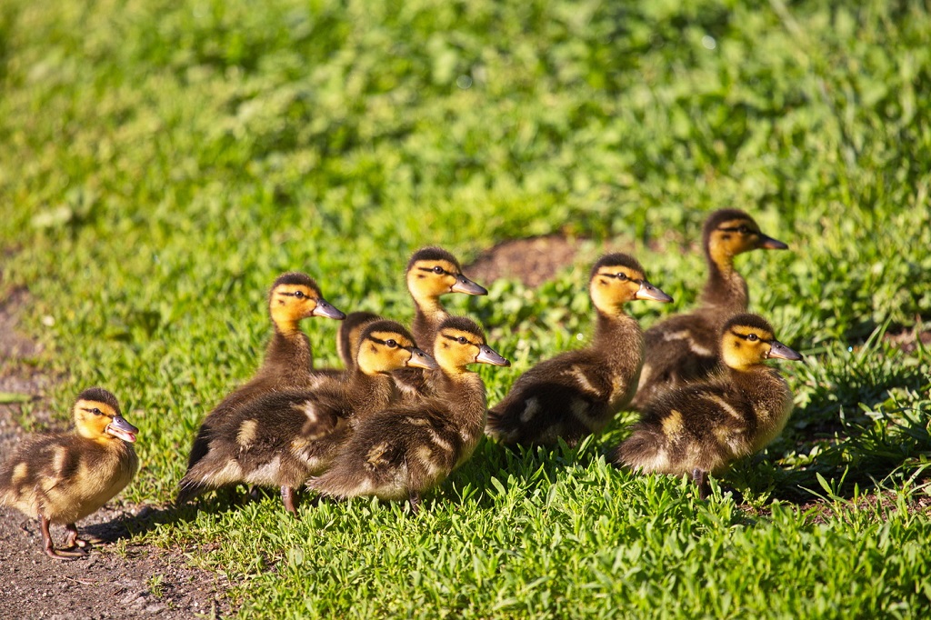 Nine ducklings mallards
