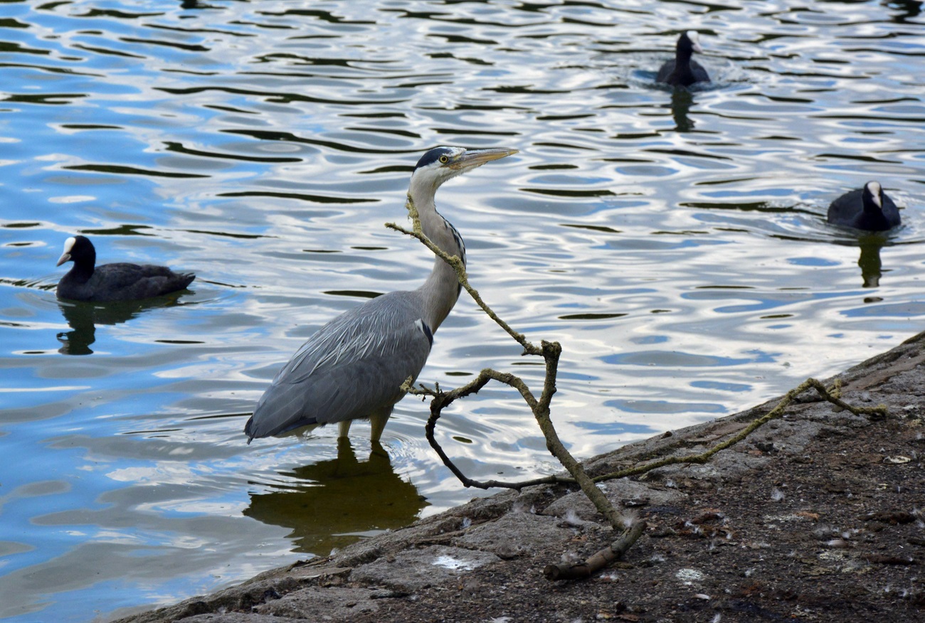 Heron and Coots on a Lake in Battersea Park